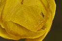 Filnavn=Engblomme_med_besog.jpg
Filstørrelse=1295KiB
Dimensioner=1500x1000
Dato for tilføjelse=25 Maj, 2025 Engblomme_med_besog.jpg